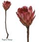 Preview: Protea Compacta Extra Cuts, pink