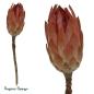 Preview: Protea Compacta Extra, apricot