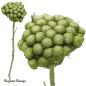 Preview: Albiflora, lime/raureif