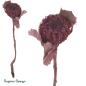 Preview: Banksia Coccinea, brombeer/raureif
