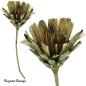 Preview: Protea Compacta Extra Cuts, lime/raureif