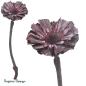 Preview: Protea Rosette, brombeer/raureif, 8-9cm