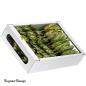 Preview: Protea Compacta Extra, lime/raureif