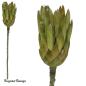 Preview: Protea Compacta Extra, lime/raureif