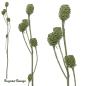 Preview: Salignum-Zweig, lime/raureif, 7+ Zapfen