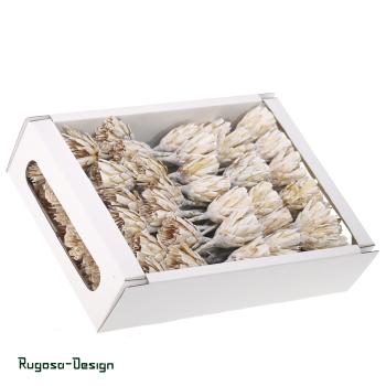 Preview: Protea Compacta Extra Cuts, raureif