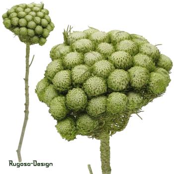 Albiflora, lime/raureif