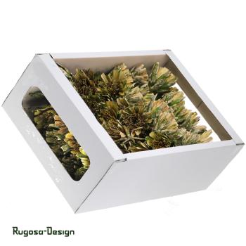 Protea Compacta Extra Cuts, lime/raureif