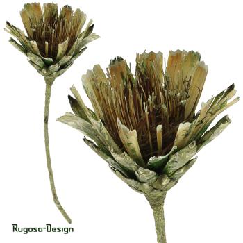 Protea Compacta Extra Cuts, lime/raureif