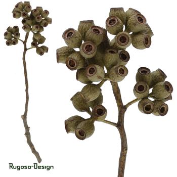 Ambernuts-Zweig, natur