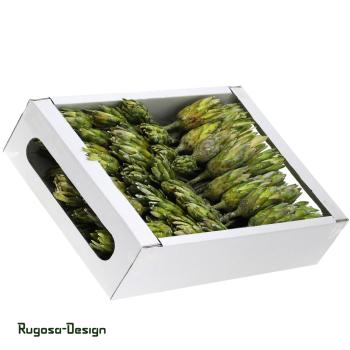 Protea Compacta Extra, lime/raureif