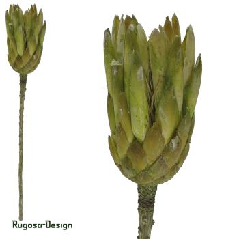 Protea Compacta Extra, lime/raureif
