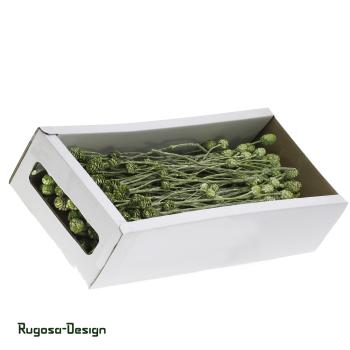 Salignum-Zweig, lime/raureif, 7+ Zapfen