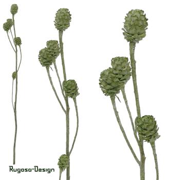Salignum-Zweig, lime/raureif, 7+ Zapfen