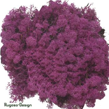 Islandmoos, fuchsia, 500gr.