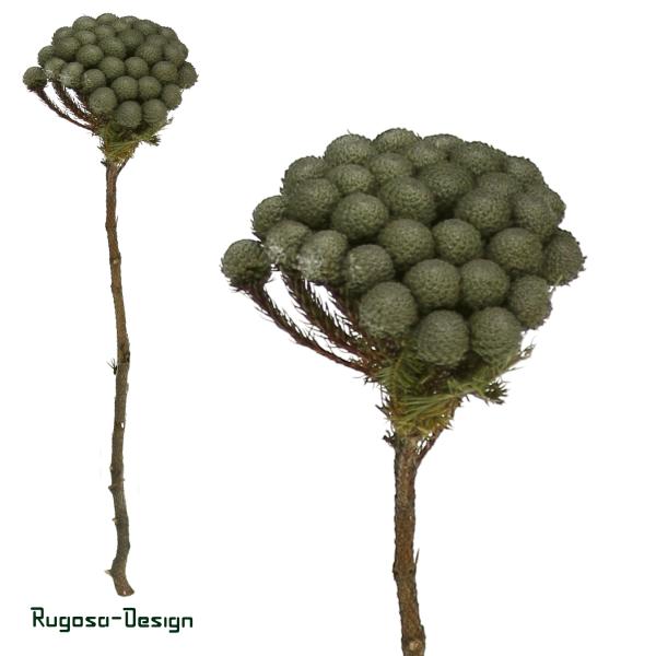 Albifora, natur