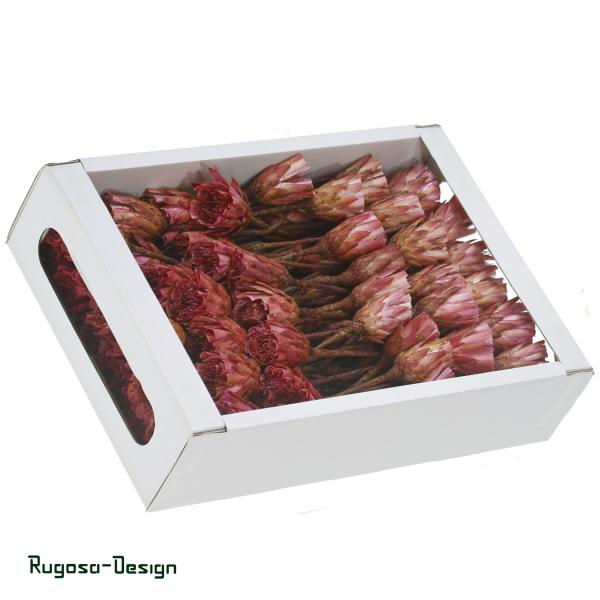 Protea Compacta Extra Cuts, pink