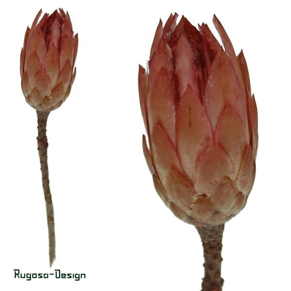 Protea Compacta Extra, apricot