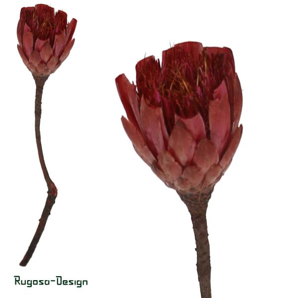 Protea Compacta Extra Cuts, apricot