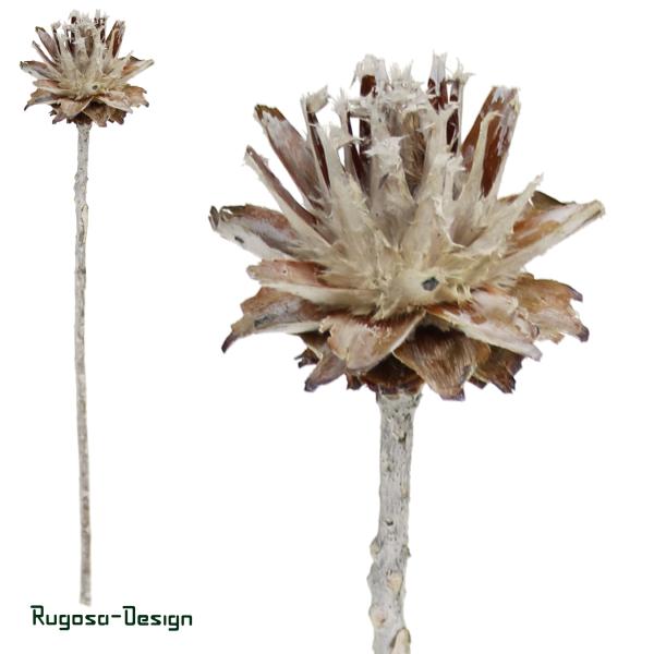 Leucospernum, raureif, 1-köpfig