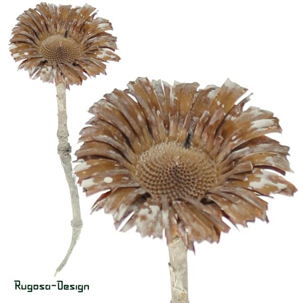 Obtusifolia Rosette, raureif, 8-9cm