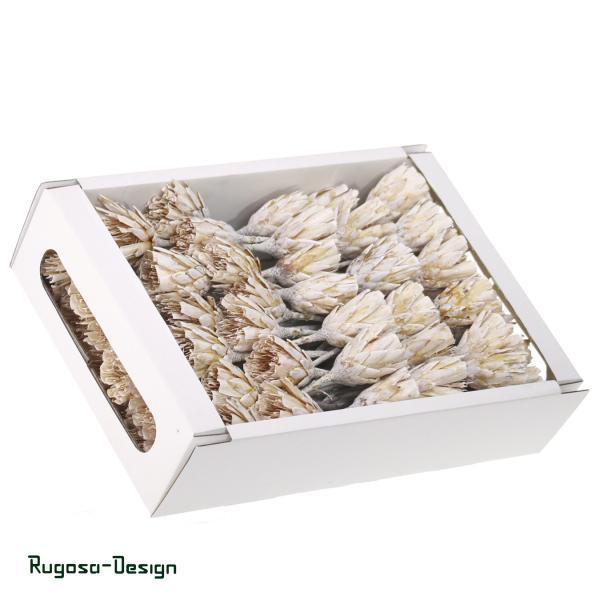 Protea Compacta Extra Cuts, raureif