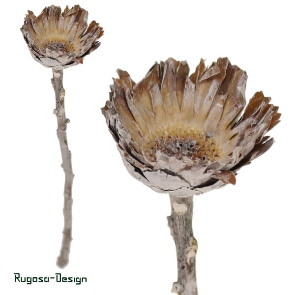 Protea Rosette klein, raureif