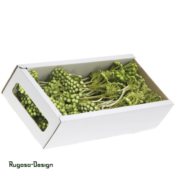 Albiflora, lime/raureif