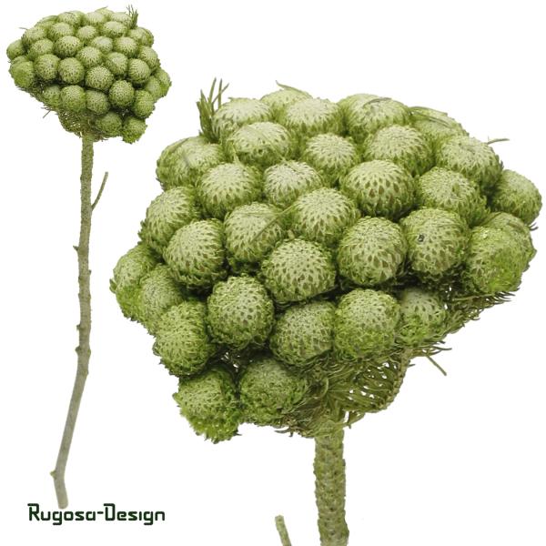Albiflora, lime/raureif