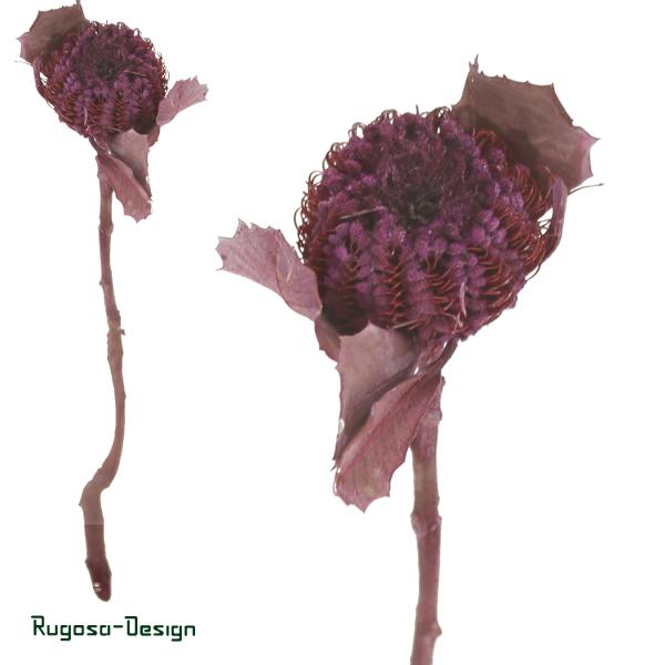 Banksia Coccinea, brombeer/raureif