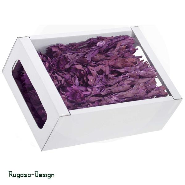 Nervosum, brombeer/raureif, 50/P