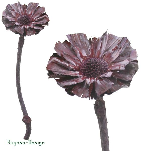 Protea Rosette, brombeer/raureif, 8-9cm