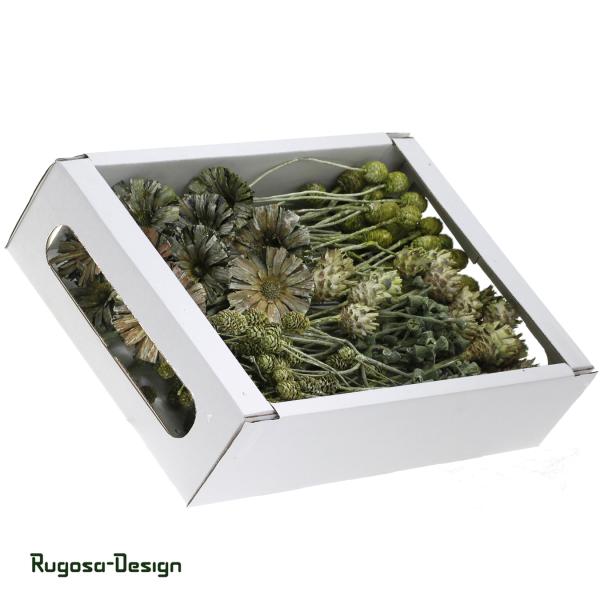 Exoten-Sortiment, lime/raureif, 8fach