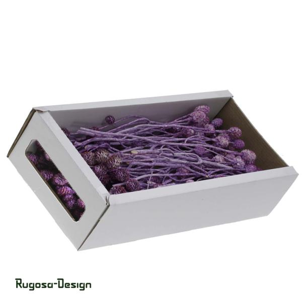 Salignum-Zweig, brombeer/raureif, 7+ Zapfen