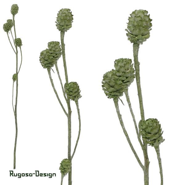 Salignum-Zweig, lime/raureif, 7+ Zapfen