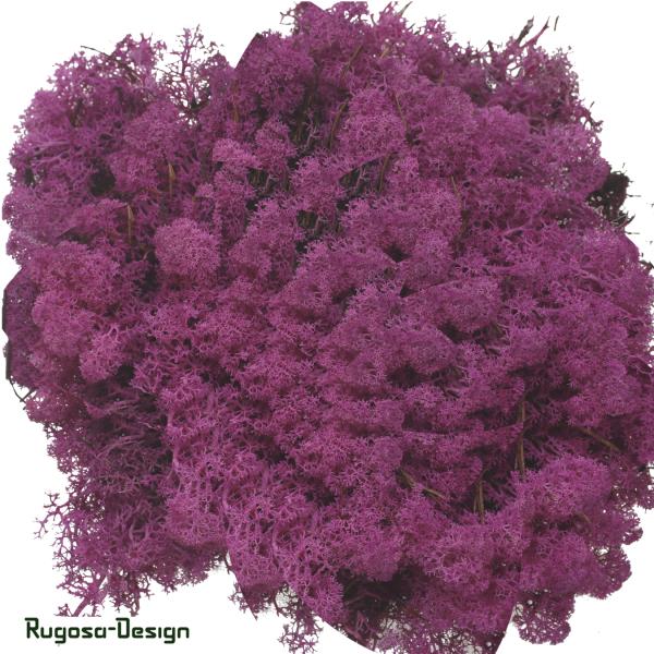 Islandmoos, fuchsia, 500gr.