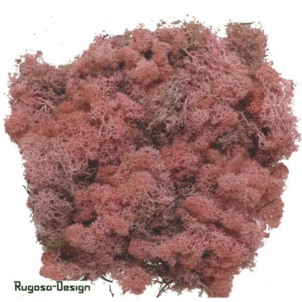 Islandmoos, rosa, 500gr.
