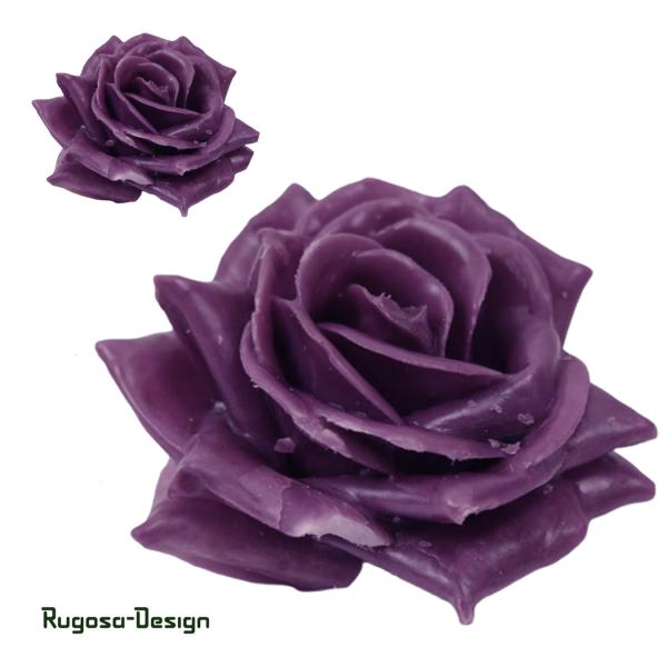 Wachsrose, purple, 10cm