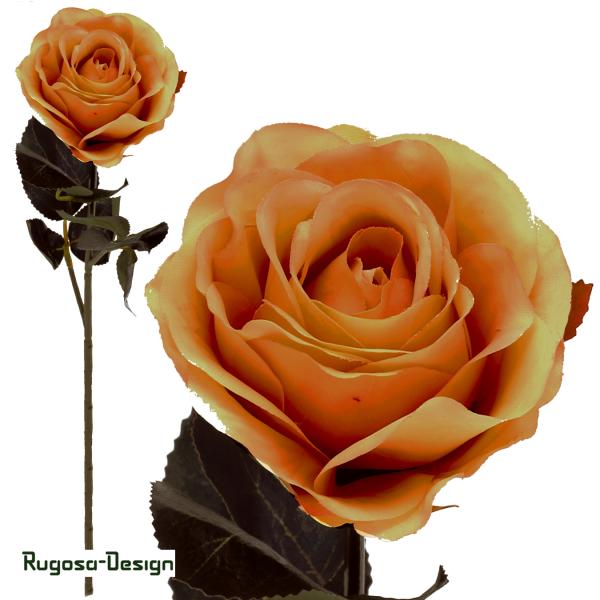 Rose Madame, orange/pink, 37cm